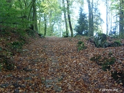 Le chemin monte au milieu d'une forêt mixte